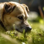 20 Common Myths About Dogs Explored