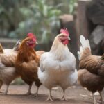 Choosing a Suitable Breed of Chicken - 6 of the Best