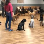 The Ultimate Dog Training Guide