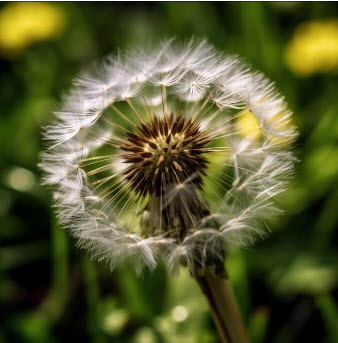 dandelion