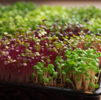 microgreens