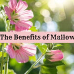 mallow