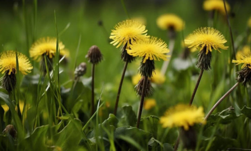 dandelion1