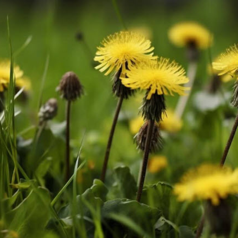 dandelion1