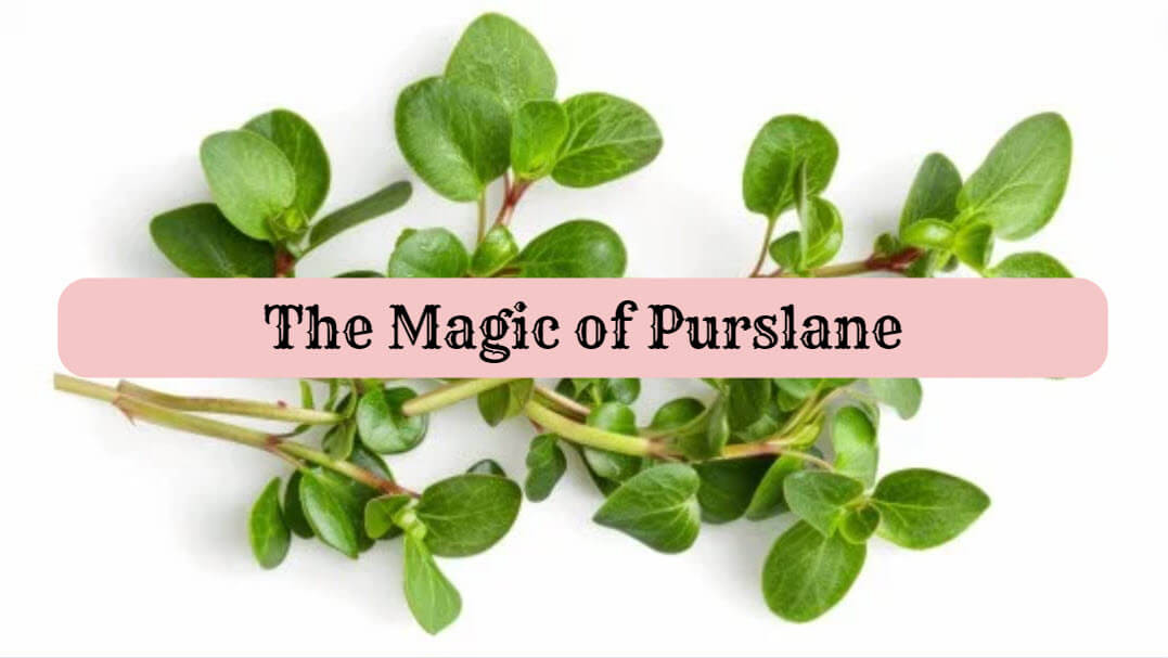 purslane2