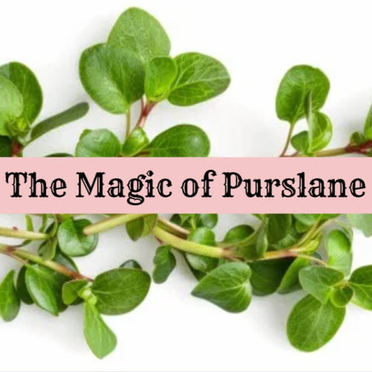 purslane2