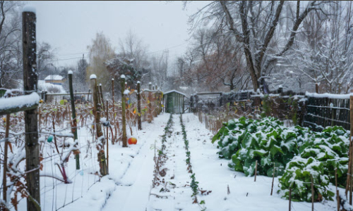 veg plot