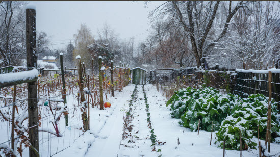 veg plot