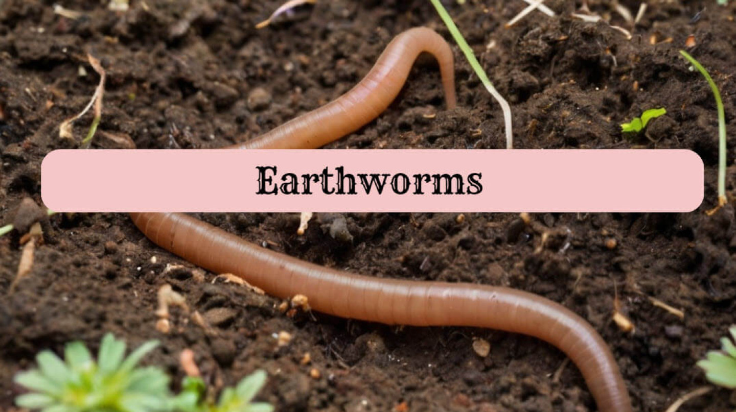 earthworm2