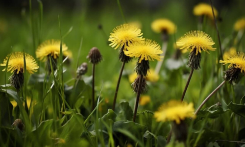 The Incredible Dandelion - Benefits and Uses