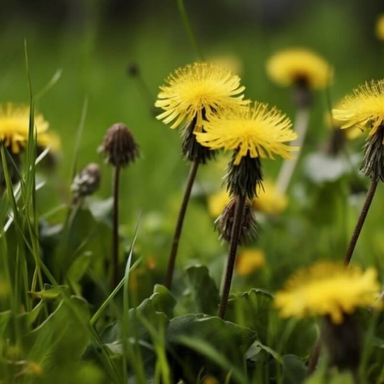 The Incredible Dandelion - Benefits and Uses