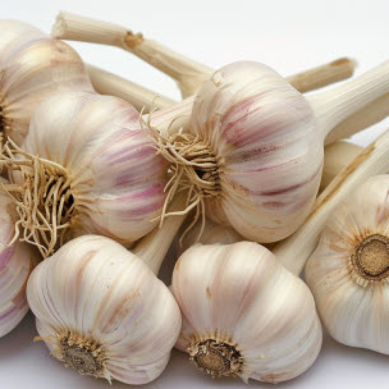 garlic