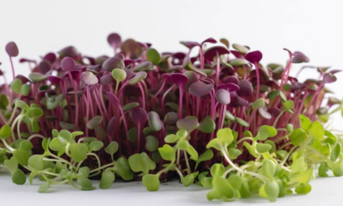 microgreens