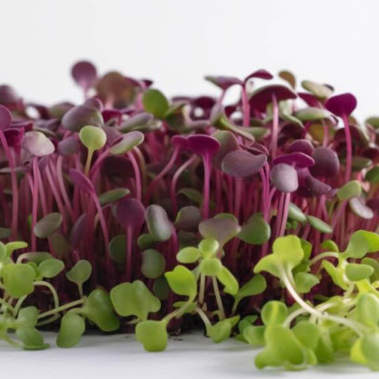 microgreens