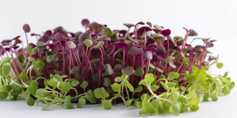 microgreens