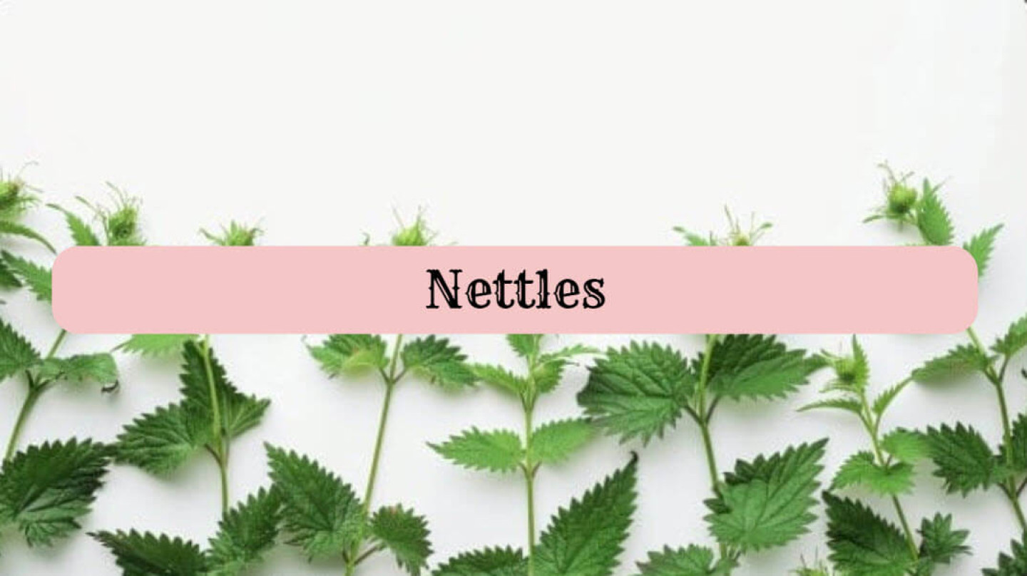 nettles1