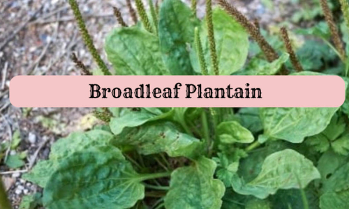 broadleaf plantain