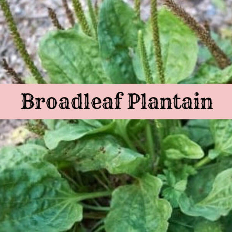 broadleaf plantain